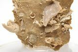 Miniature Fossil Cluster (Ammonites, Brachiopods) - France #212439-3